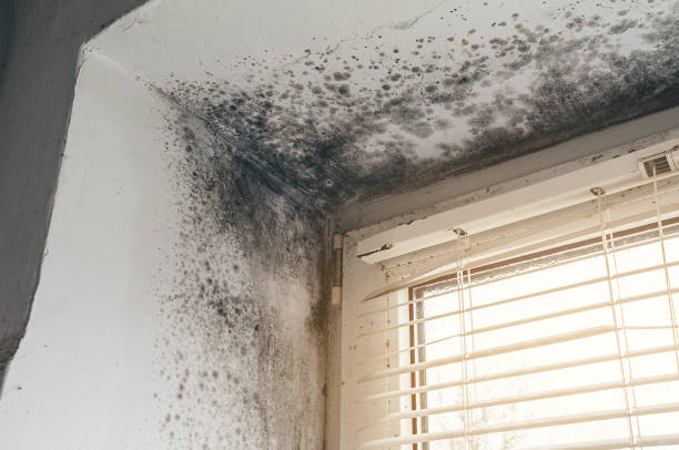 Affordable Mold Inspection And Testing solutions in Toms River, NJ